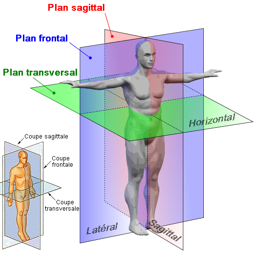 AxesPlansAnatomie